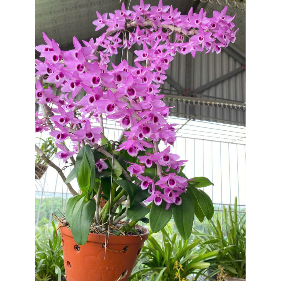 Combo Kích Hoa Ngồng Hoa Dài, Sai Hoa, Màu Đẹp, Cánh Bóng, Lâu Tàn