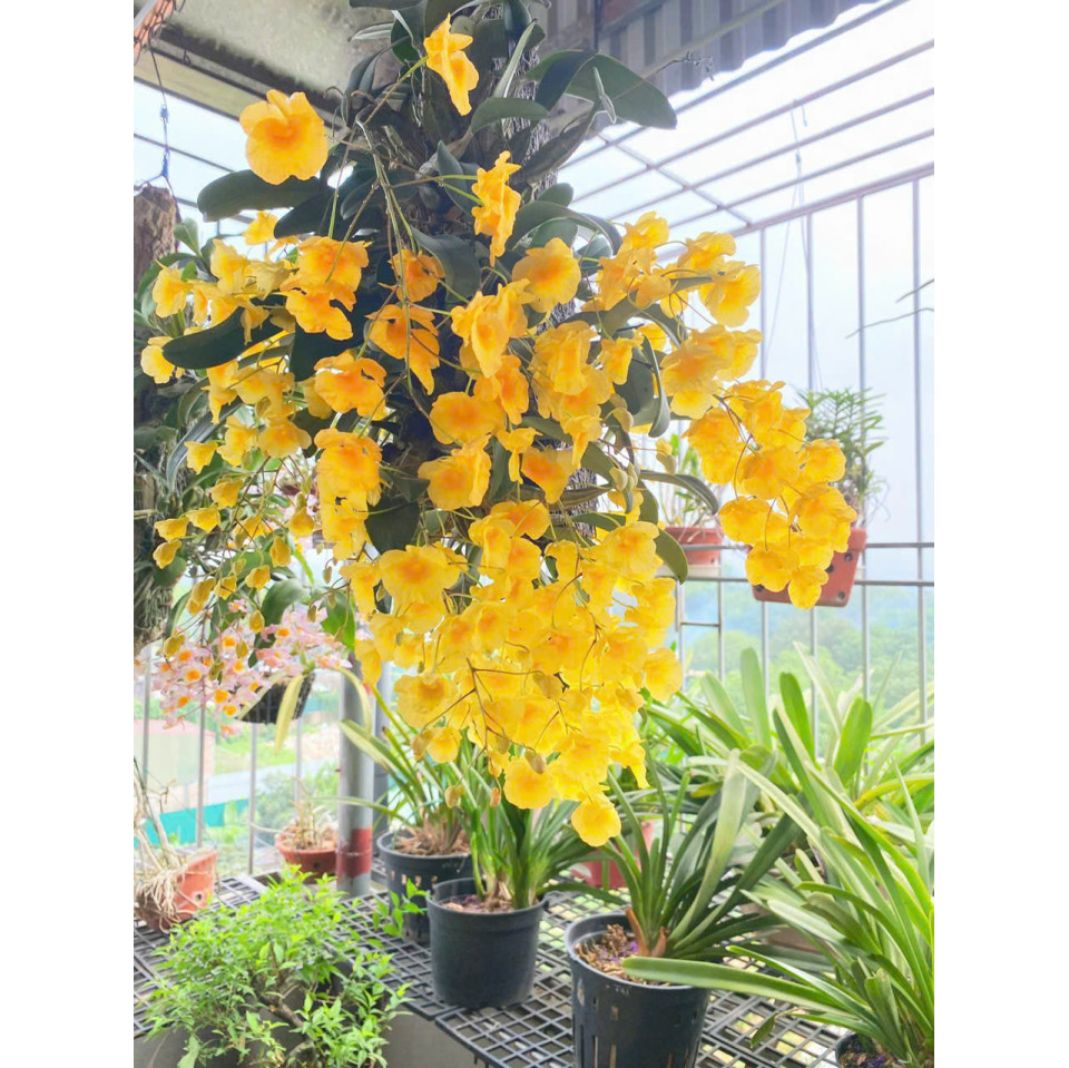 Combo Kích Hoa Ngồng Hoa Dài, Sai Hoa, Màu Đẹp, Cánh Bóng, Lâu Tàn