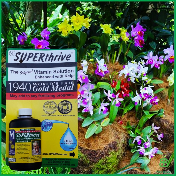 Kích thích tăng trưởng hoa Lan Superthrive Kích thích tăng trưởng hoa Lan Superthrive
