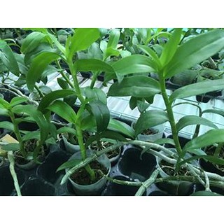 Kích thích tăng trưởng hoa Lan Superthrive Kích thích tăng trưởng hoa Lan Superthrive