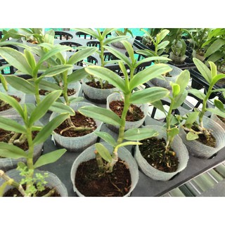 Kích thích tăng trưởng hoa Lan Superthrive Kích thích tăng trưởng hoa Lan Superthrive