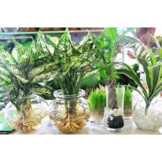 Bình Tưới Cây 2L Đức Đạt DUDACO Bình Tưới Cây 2L Đức Đạt DUDACO