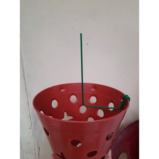 Que Kẹp Chậu Giữ Kie (Cây Lan Con) Theo Hướng Mong Muốn Que Kẹp Chậu Giữ Kie (Cây Lan Con) Theo Hướng Mong Muốn