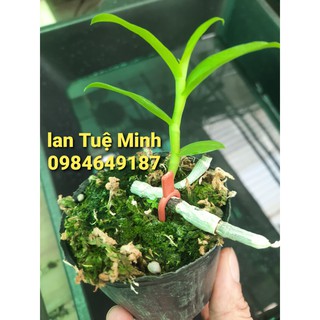 Kẹp Cố Định Kie Phong Lan Kẹp Cố Định Kie Phong Lan