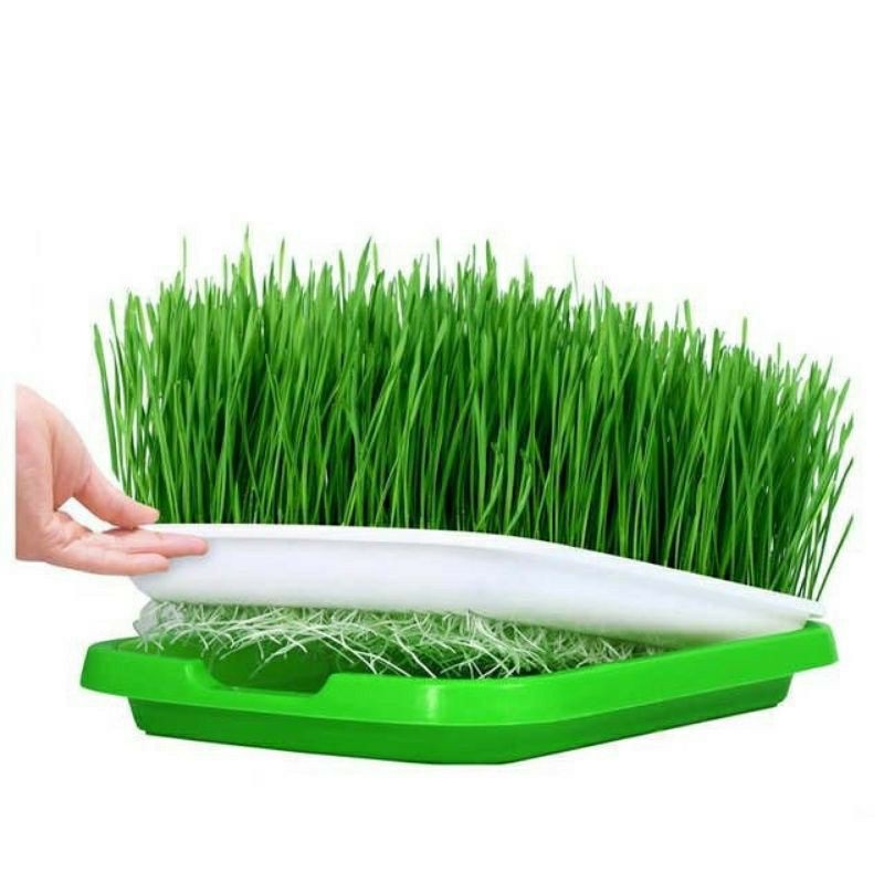 Khay Trồng Rau Mầm Thủy Canh Loại Dày Khay Trồng Rau Mầm Thủy Canh Loại Dày