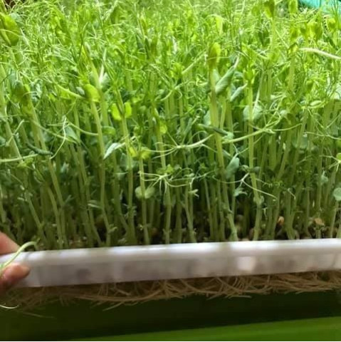 Khay Trồng Rau Mầm Thủy Canh Loại Dày Khay Trồng Rau Mầm Thủy Canh Loại Dày