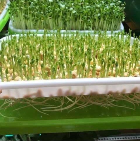 Khay Trồng Rau Mầm Thủy Canh Loại Dày Khay Trồng Rau Mầm Thủy Canh Loại Dày