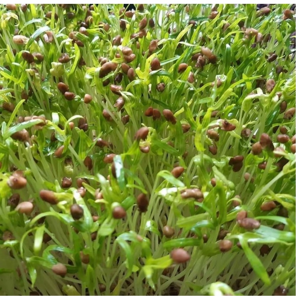 Khay Trồng Rau Mầm Thủy Canh Loại Dày Khay Trồng Rau Mầm Thủy Canh Loại Dày