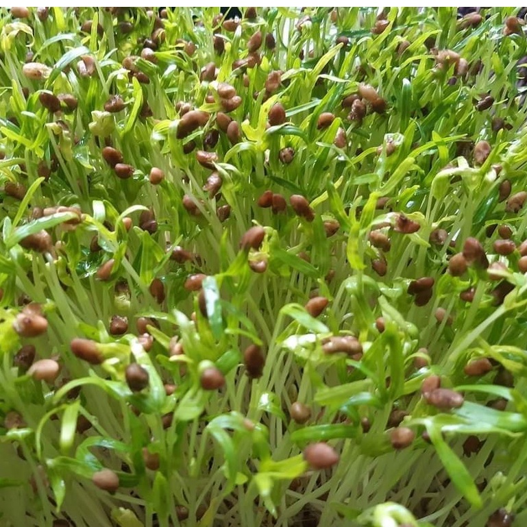 Khay Trồng Rau Mầm Thủy Canh Loại Dày Khay Trồng Rau Mầm Thủy Canh Loại Dày