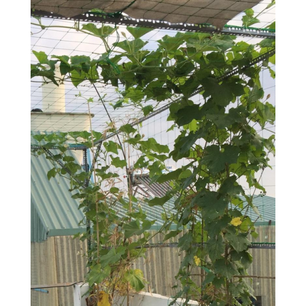 Lưới Làm Giàn Cho Cây Dây Leo, Rào Gà Vịt Khổ Rộng 2 mét Dài 1 mét Lưới Làm Giàn Cho Cây Dây Leo, Rào Gà Vịt Khổ Rộng 2 mét Dài 1 mét
