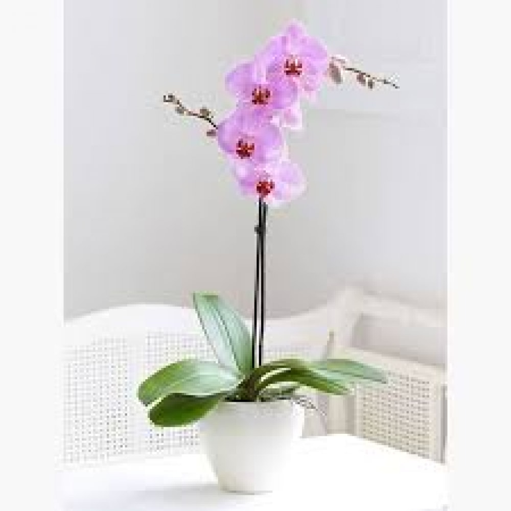 1kg Que Bọc Nhựa Để Cắm Lan Hồ Điệp, Phi Điệp, Làm Hoa 1kg Que Bọc Nhựa Để Cắm Lan Hồ Điệp, Phi Điệp, Làm Hoa