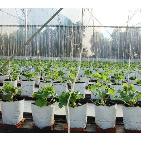 1Kg Túi PE Trồng Dưa Lưới Trồng Cà Chua, Dưa Chuột, Trồng Cây 1Kg Túi PE Trồng Dưa Lưới Trồng Cà Chua, Dưa Chuột, Trồng Cây