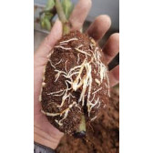 Phân Bón Điều Hòa Sinh Trưởng Acroot Lọ 100ml Phân Bón Điều Hòa Sinh Trưởng Acroot Lọ 100ml