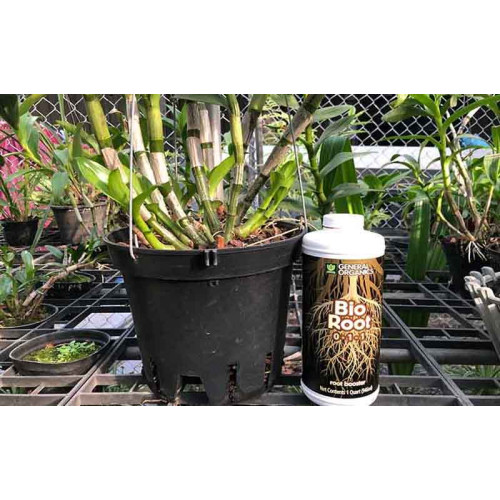 Siêu Kích Rễ Bio Root Nhập Khẩu Mỹ Siêu Kích Rễ Bio Root Nhập Khẩu Mỹ