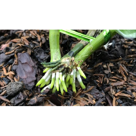 Siêu Kích Rễ Bio Root Nhập Khẩu Mỹ Siêu Kích Rễ Bio Root Nhập Khẩu Mỹ