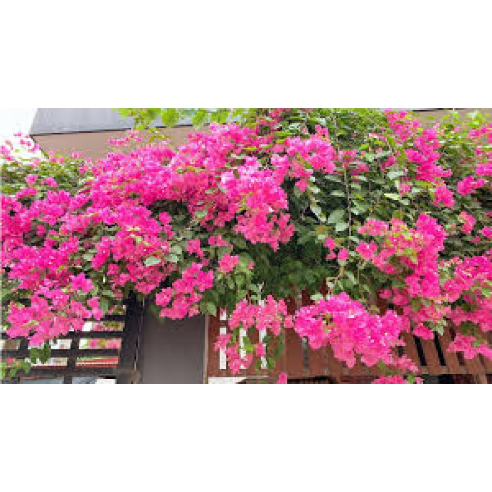 Phân Bón Kích Ra Hoa Giấy Hàng Việt Phân Bón Kích Ra Hoa Giấy Hàng Việt