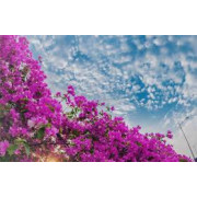 Phân Bón Kích Ra Hoa Giấy Hàng Việt Phân Bón Kích Ra Hoa Giấy Hàng Việt