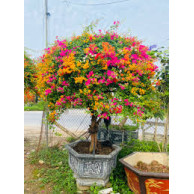 Phân Bón Kích Ra Hoa Giấy Hàng Việt