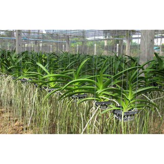Kích Rễ Đài Loan Siêu Mạnh Chuyên Dùng Cho Hồng Và Các Loại Cây Cảnh bonsai Kích Rễ Đài Loan Siêu Mạnh Chuyên Dùng Cho Hồng Và Các Loại Cây Cảnh bonsai