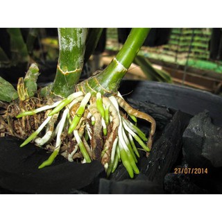 Kích Rễ Đài Loan Siêu Mạnh Chuyên Dùng Cho Hồng Và Các Loại Cây Cảnh bonsai Kích Rễ Đài Loan Siêu Mạnh Chuyên Dùng Cho Hồng Và Các Loại Cây Cảnh bonsai
