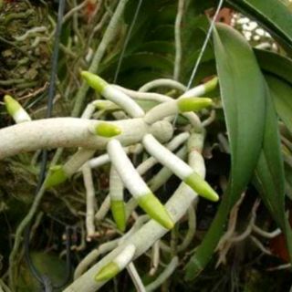 Kích rễ Thái Lan Dùng cho Lan, Cây Cảnh