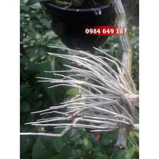 Kích rễ Thái Lan Dùng cho Lan, Cây Cảnh Kích rễ Thái Lan Dùng cho Lan, Cây Cảnh