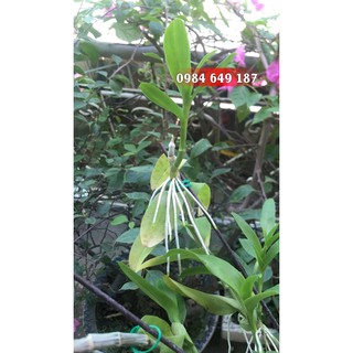 Kích rễ Thái Lan Dùng cho Lan, Cây Cảnh Kích rễ Thái Lan Dùng cho Lan, Cây Cảnh