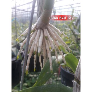 Phân Bón Điều Hòa Sinh Trưởng Acroot Lọ 100ml Phân Bón Điều Hòa Sinh Trưởng Acroot Lọ 100ml