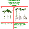 Rooting-Powder Dạng Bột Siêu Kích Rễ Mỹ Dùng Để Giâm cành, Triết Cành, Chống Khuẩn Rooting-Powder Dạng Bột Siêu Kích Rễ Mỹ Dùng Để Giâm cành, Triết Cành, Chống Khuẩn
