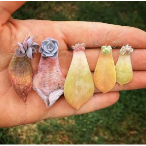 Siêu Kích Mầm Kích Chồi Nhân Giống Sen Đá Xương Rồng Siêu Kích Mầm Kích Chồi Nhân Giống Sen Đá Xương Rồng