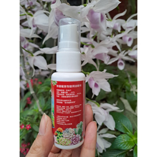 Siêu Kích Mầm Kích Chồi Nhân Giống Sen Đá Xương Rồng Siêu Kích Mầm Kích Chồi Nhân Giống Sen Đá Xương Rồng