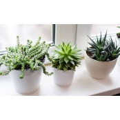 Siêu Kích Mầm Kích Chồi Nhân Giống Sen Đá Xương Rồng Siêu Kích Mầm Kích Chồi Nhân Giống Sen Đá Xương Rồng