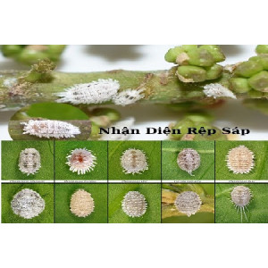 Thuốc Pesieu Đặc Trị Sâu, Ốc Rầy, Nhện Đỏ, Bọ Trĩ Thuốc Pesieu Đặc Trị Sâu, Ốc Rầy, Nhện Đỏ, Bọ Trĩ